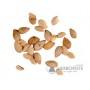 Graines de Coloquinte - Afarziz Hadja - 10 graines - زريعة الحدجة