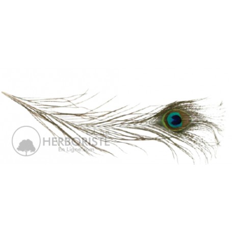 Plume de paon naturelle - Taouss - Taos - la pièce - ريش الطاووس