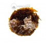 Gomme de Purification Tettyach - 20g - تتياش