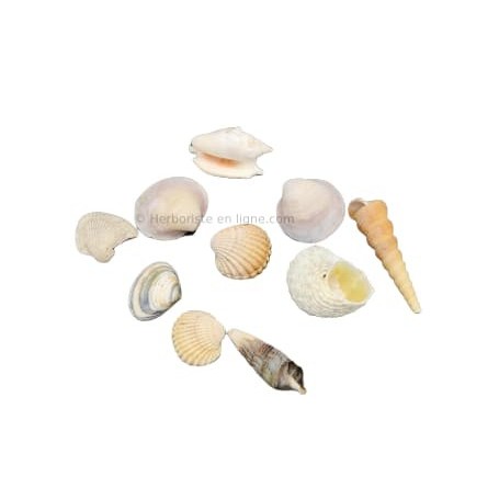 Coquillages de la mer Méditerranée - 1 pièce - صدفيات