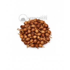 Graines d'eucalyptus - 20g - بذور الأوكالبتوس