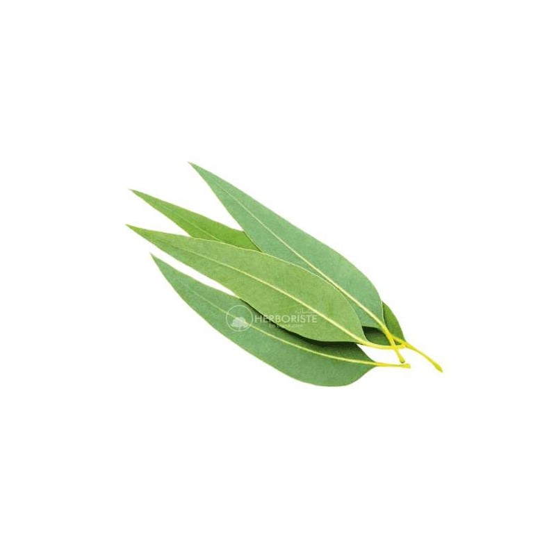 Feuilles d'eucalyptus - Chajart Alkina - 100g - (أوراق شجرة الكينا  (الكاليبتوس