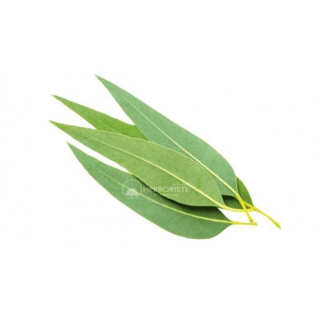 Feuilles Sauvages d'Eucalyptus - Chajart Alkina - 50g - (أوراق شجرة الكينا (الكاليبتوس