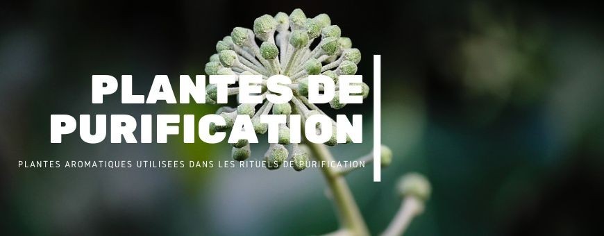 Plantes de purification